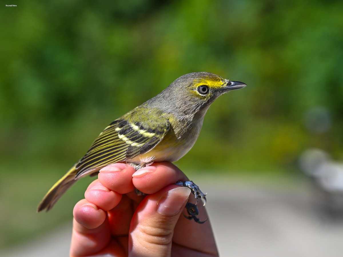 White-eyed Vireo - ML643357537