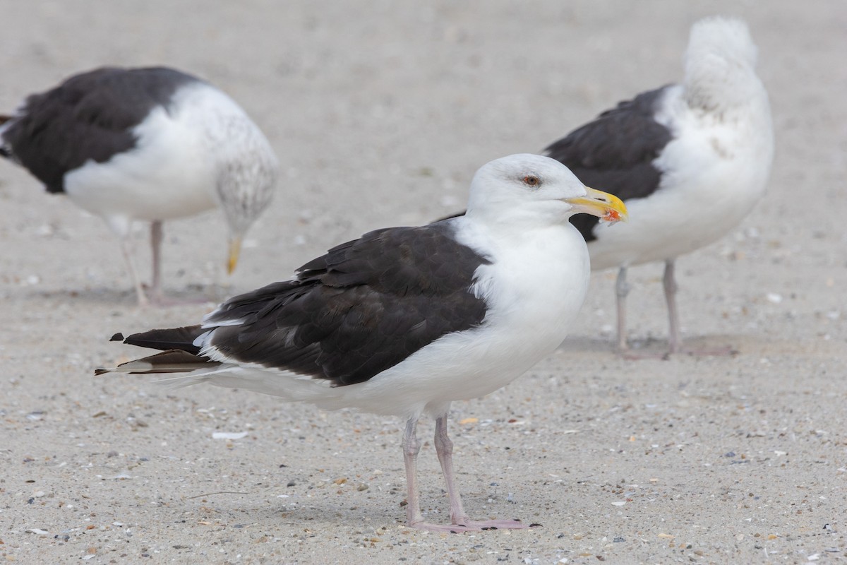 Great Black-backed Gull - ML643357538