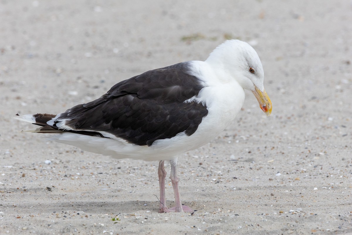 Great Black-backed Gull - ML643357539
