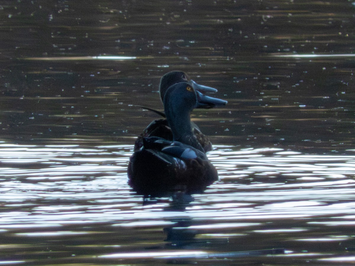 Australasian Shoveler - ML643357551