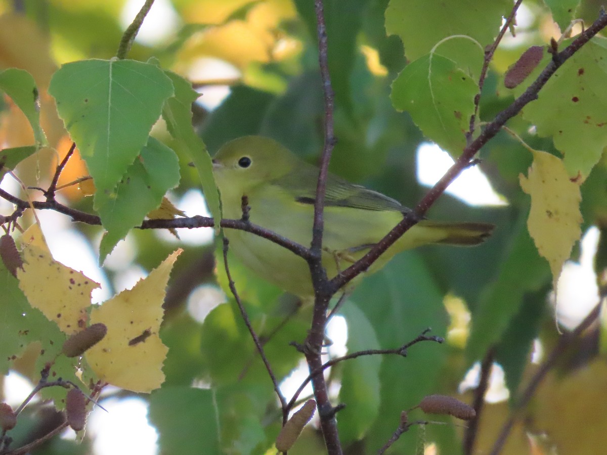 Northern Yellow Warbler - ML643357552