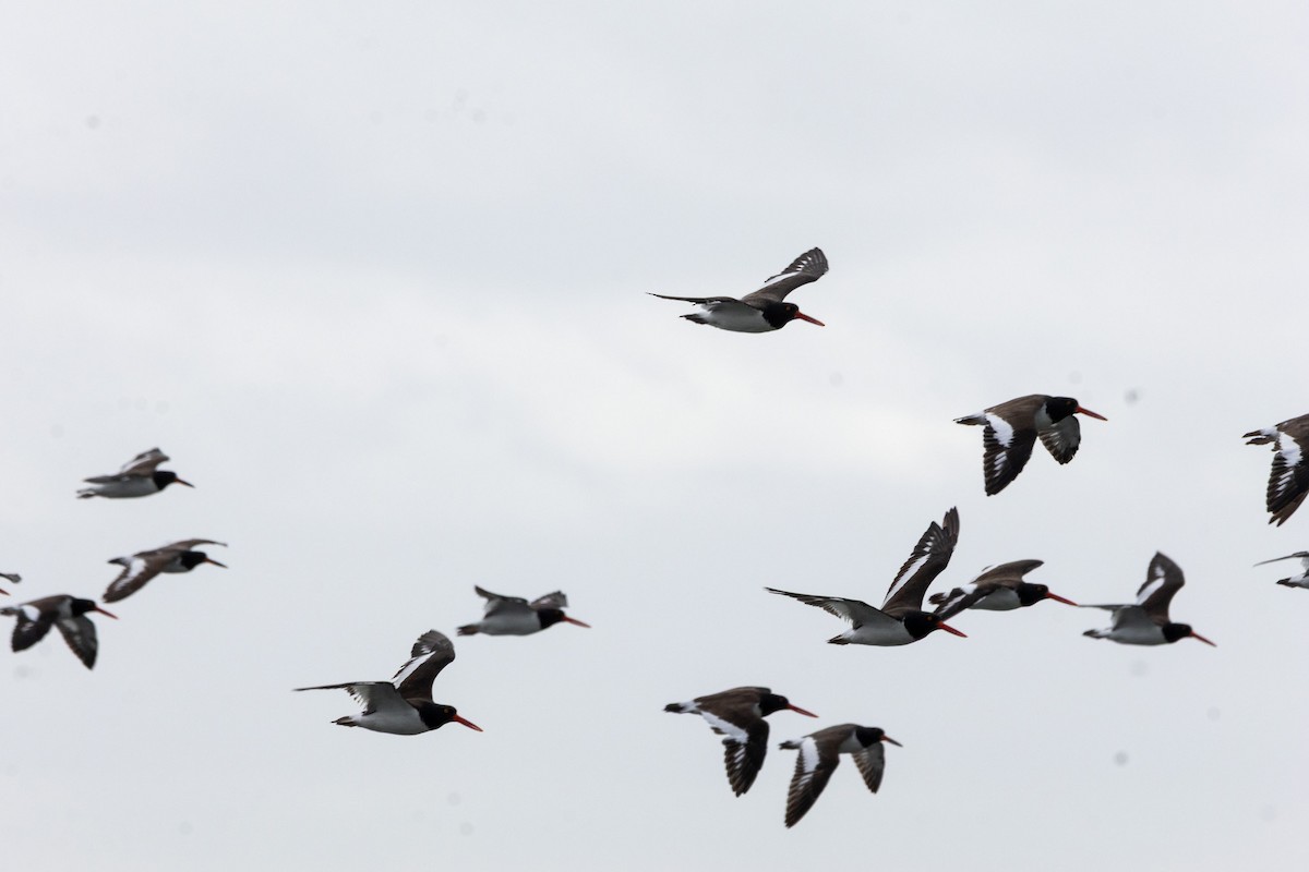 American Oystercatcher - ML643357559
