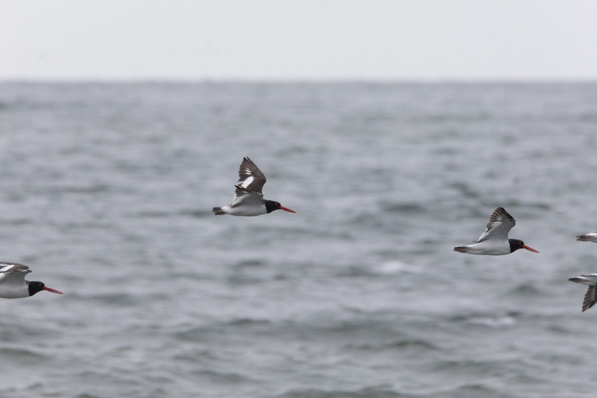 American Oystercatcher - ML643357560