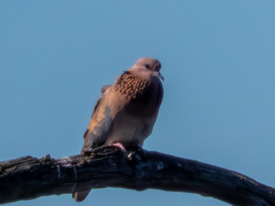 Өөдсөн хүүрзгэнэ - ML643357563