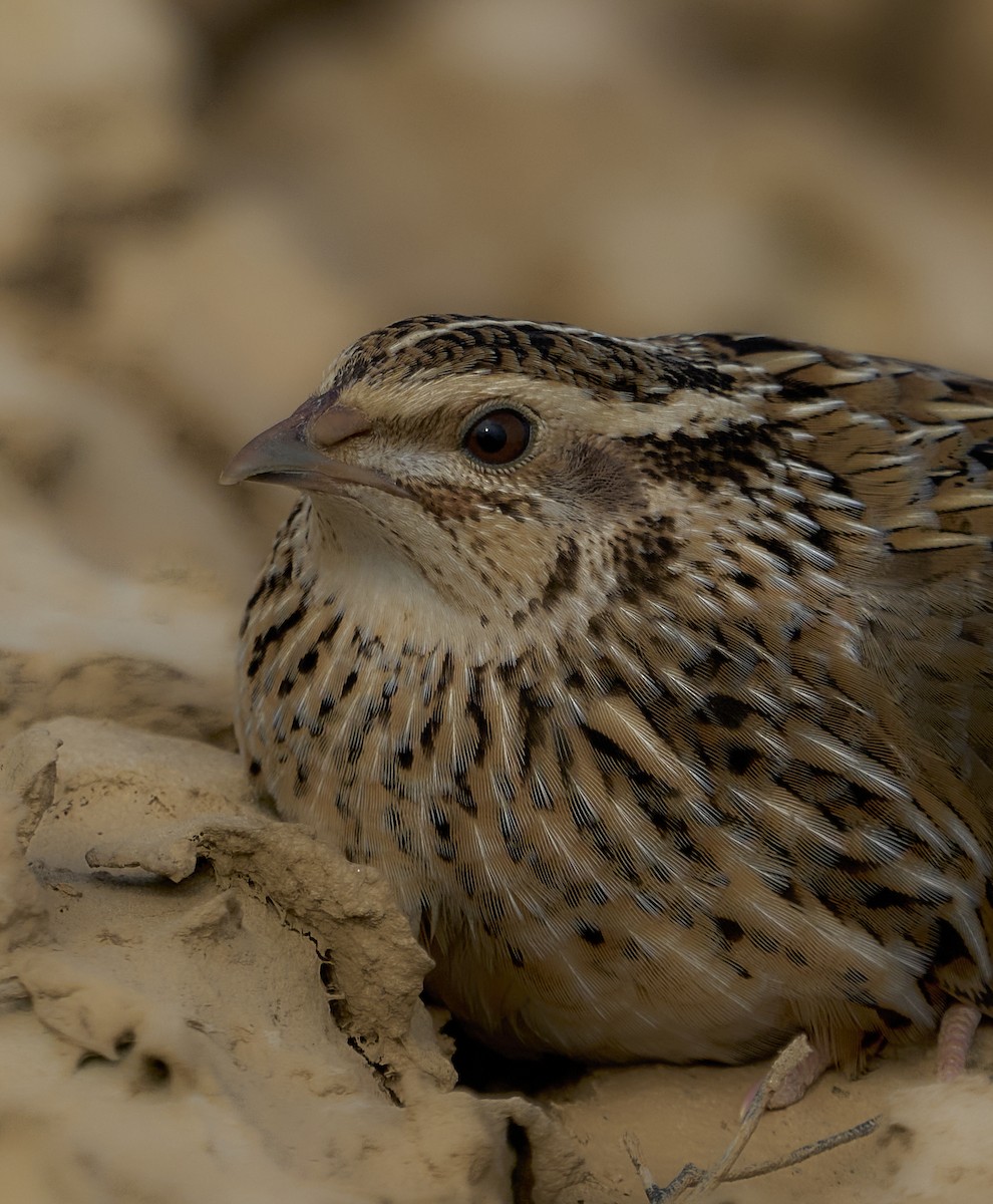 Common Quail - ML643357565