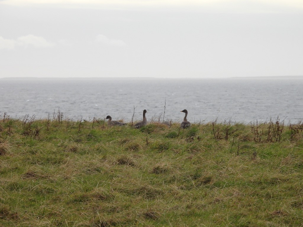 Taiga Bean-Goose - ML643357573