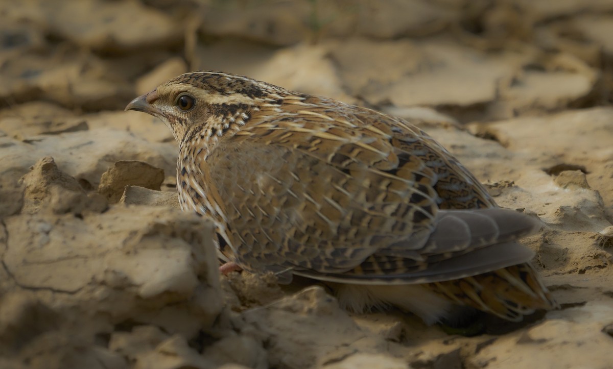 Common Quail - ML643357583