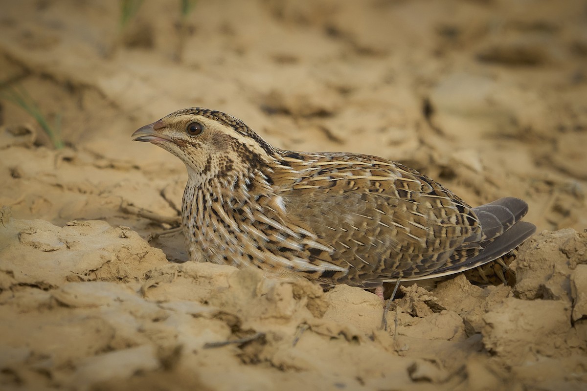 Common Quail - ML643357584
