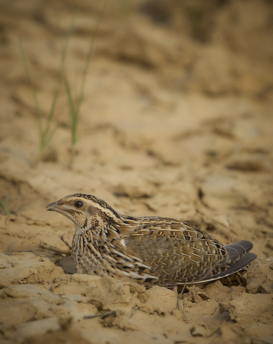 Common Quail - ML643357585