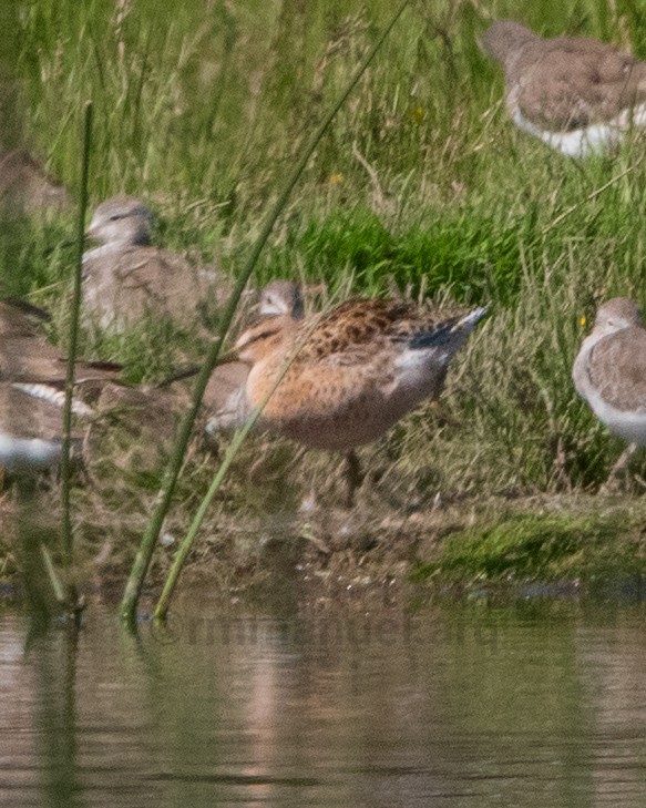 Short-billed Dowitcher - ML643357587
