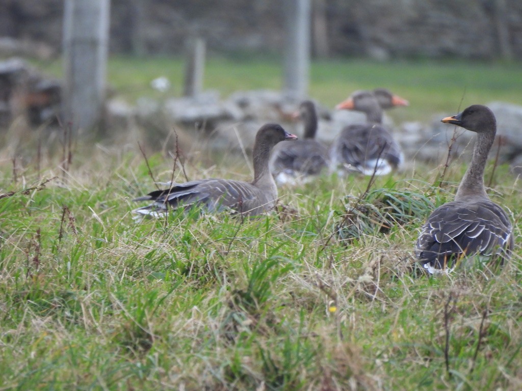 Taiga Bean-Goose - ML643357588
