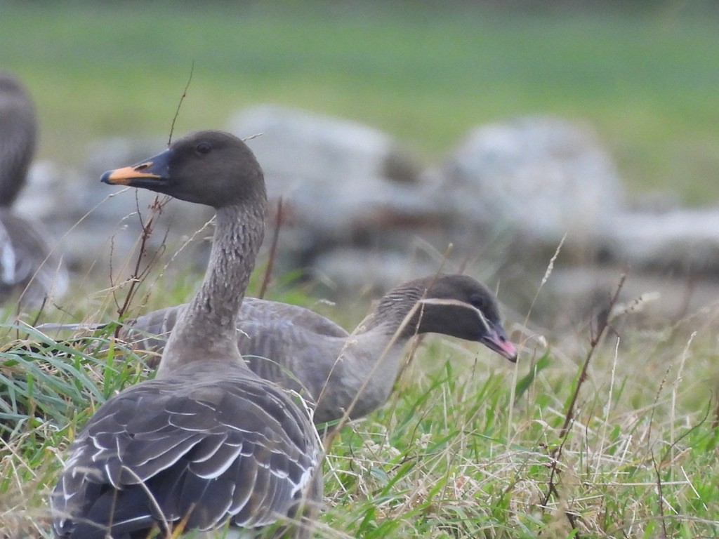 Taiga Bean-Goose - ML643357592