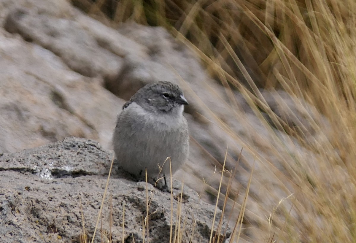 Haplospize plébéien - ML643357598