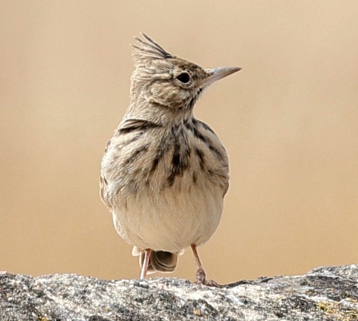 Crested Lark - ML643357606