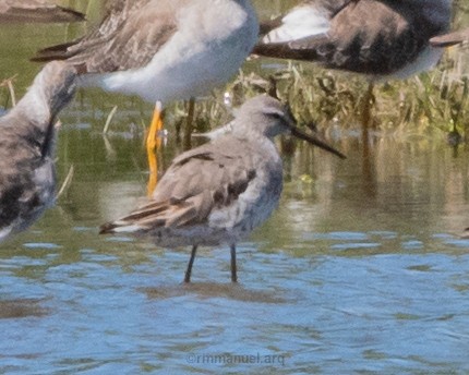 Stilt Sandpiper - ML643357607
