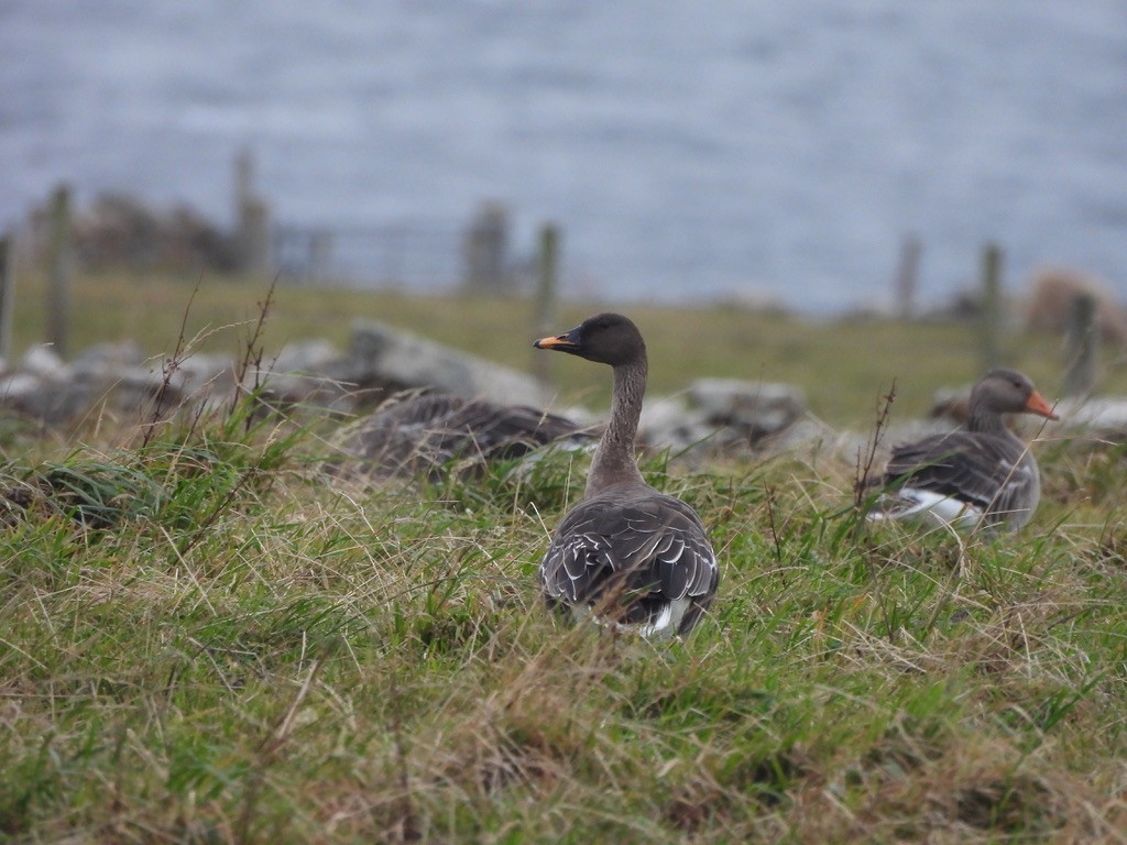 Taiga Bean-Goose - ML643357608