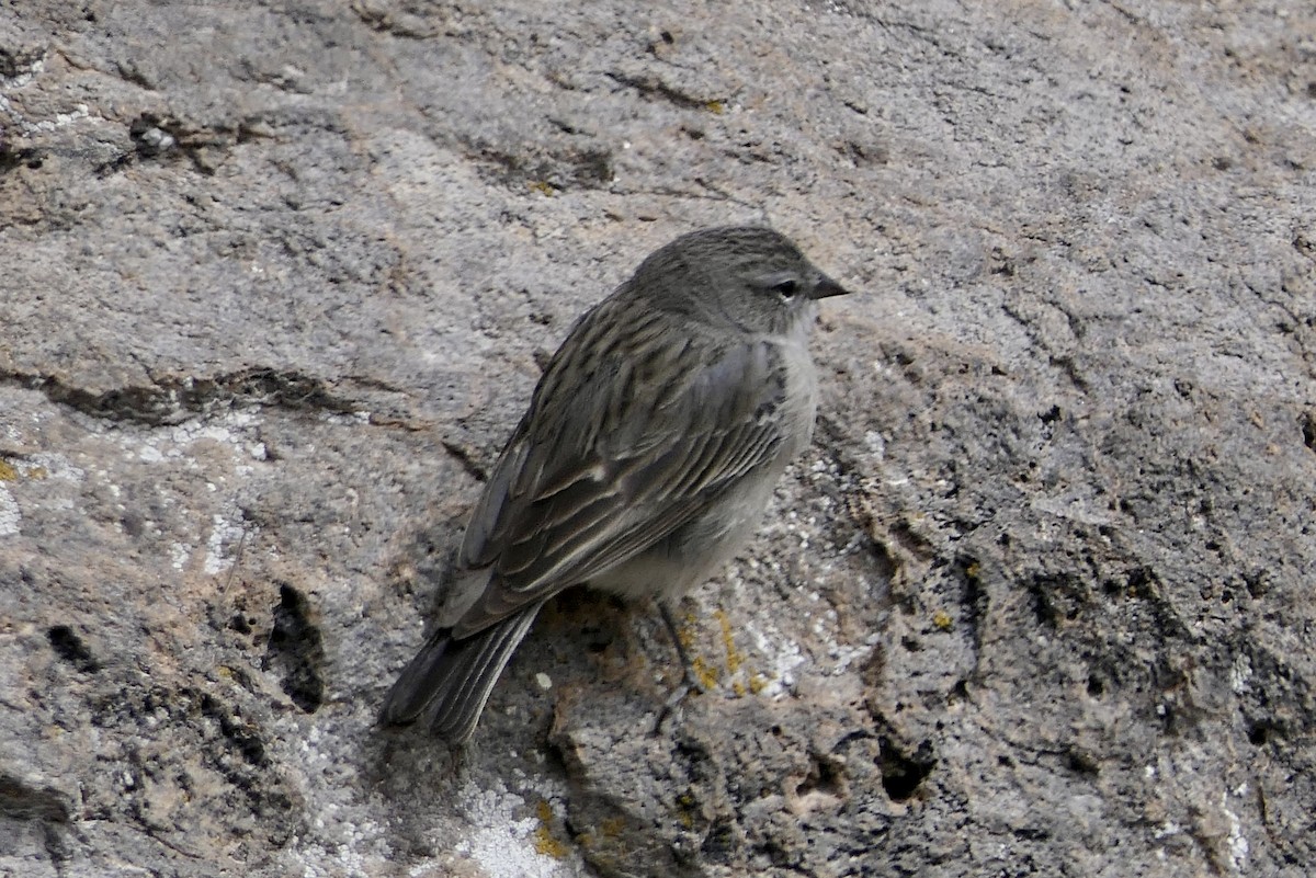 Haplospize plébéien - ML643357618