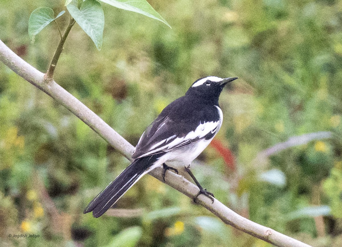 White-browed Wagtail - ML643357619