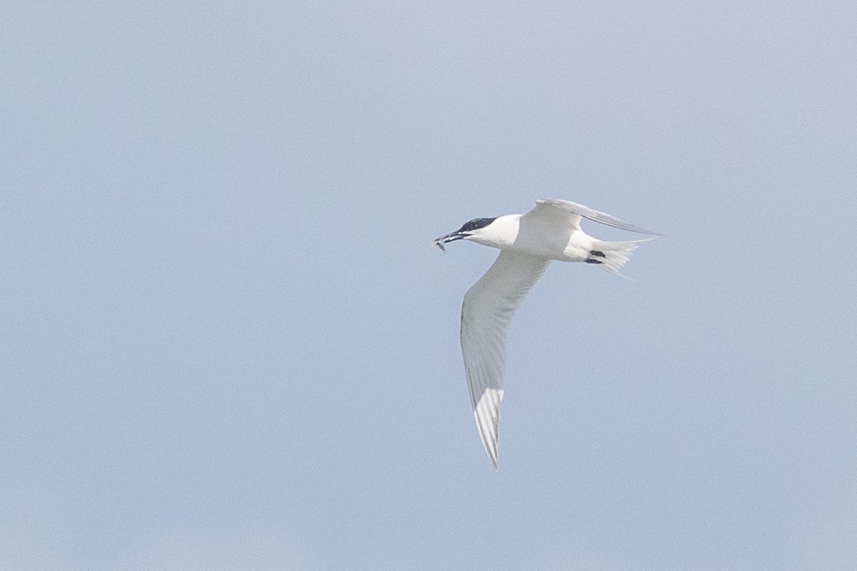 Sandwich Tern (Eurasian) - ML643357629