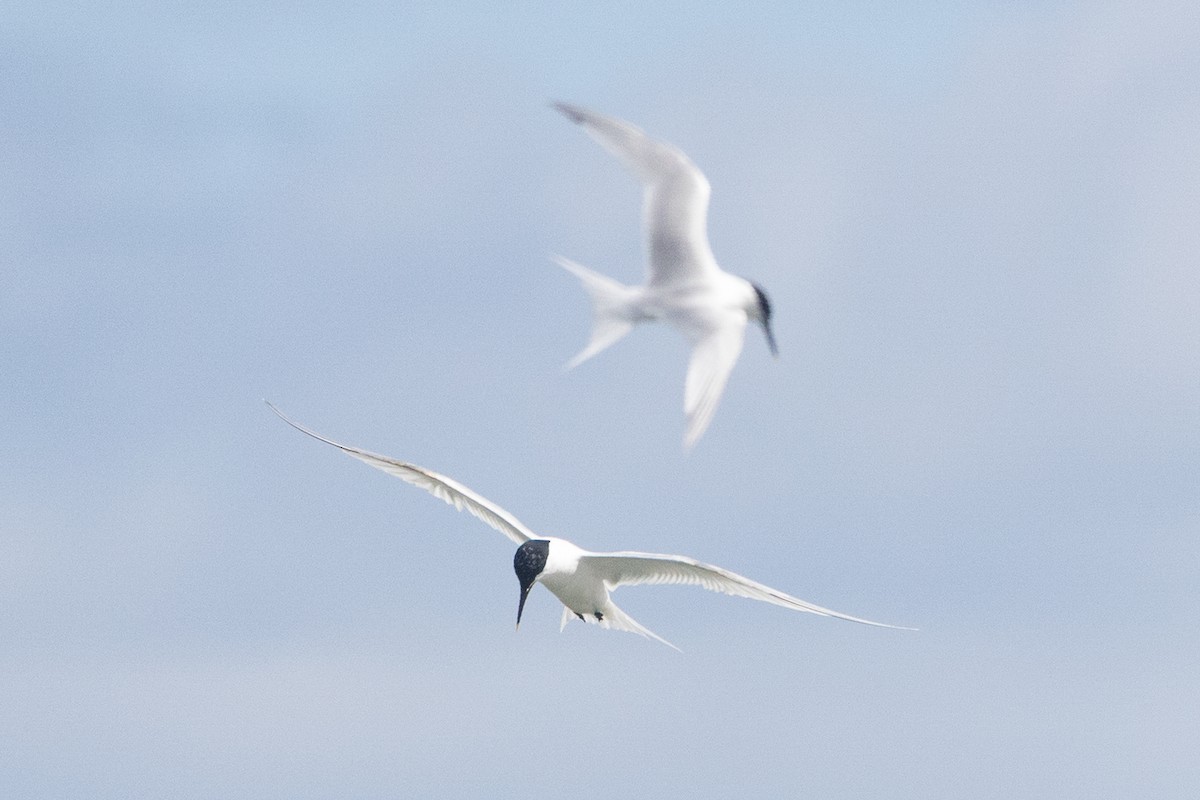 Sandwich Tern (Eurasian) - ML643357630