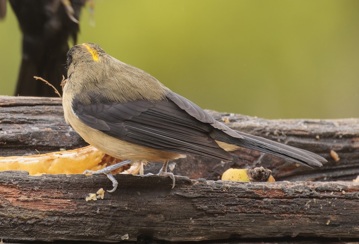 Black-goggled Tanager - ML643357639