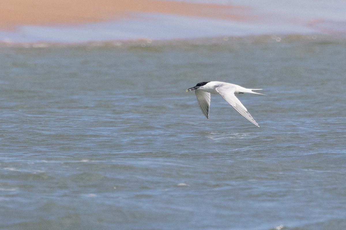 Sandwich Tern (Eurasian) - ML643357646