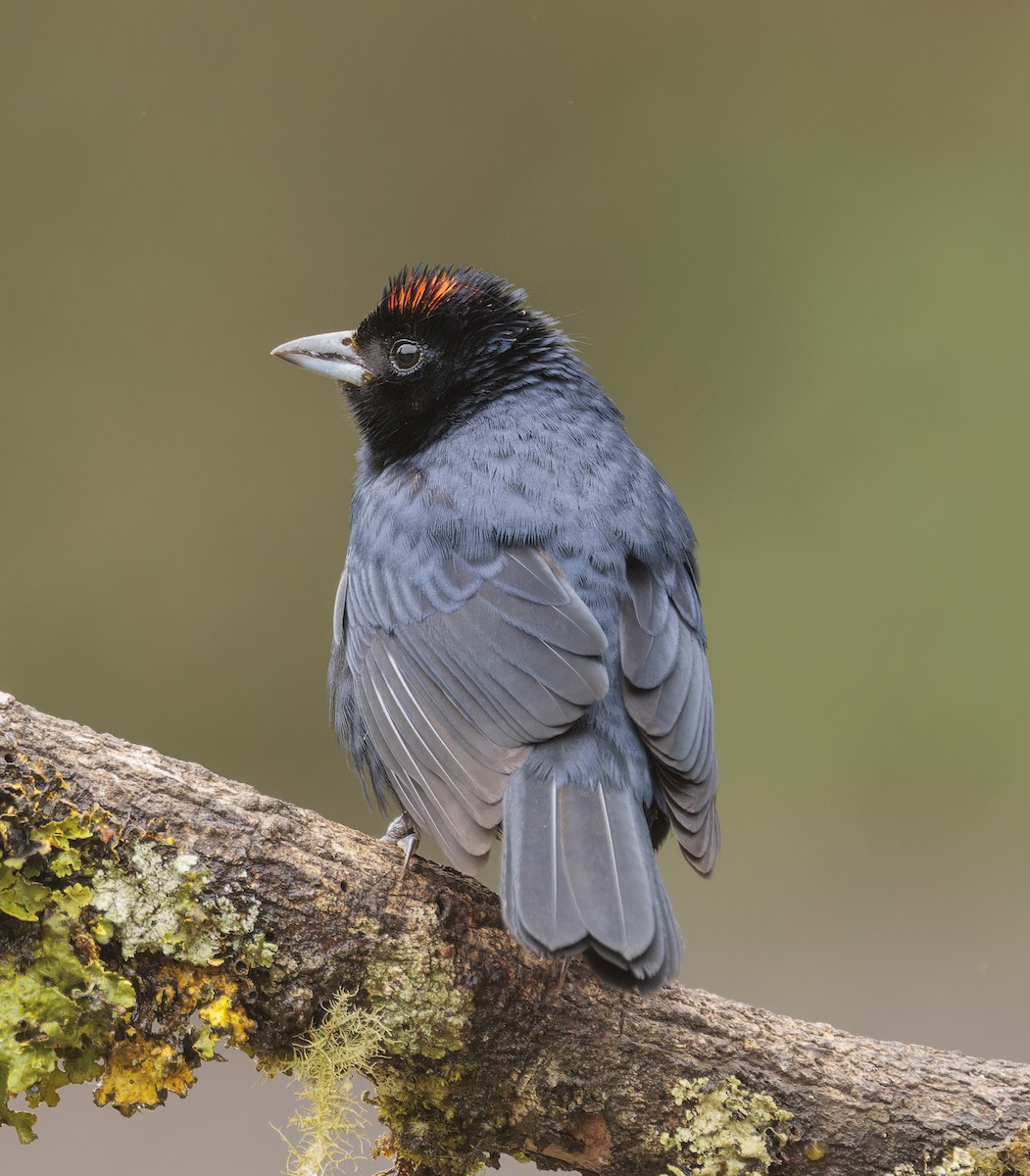 Ruby-crowned Tanager - ML643357660