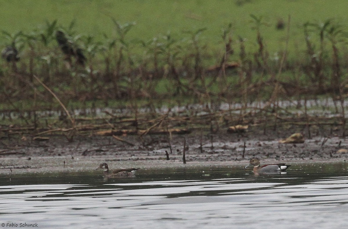 Ringed Teal - ML643357688