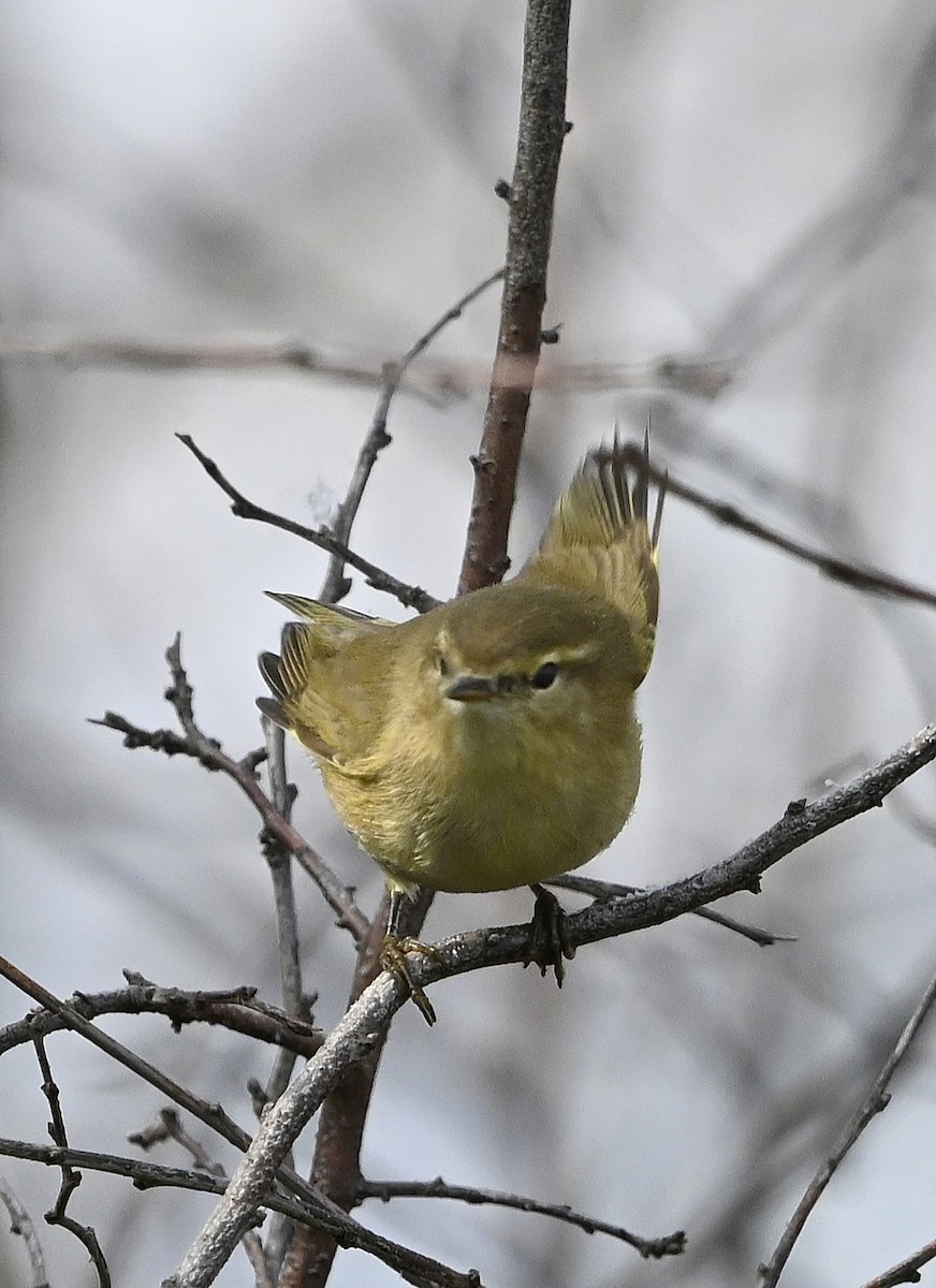 Common Chiffchaff - ML643357711