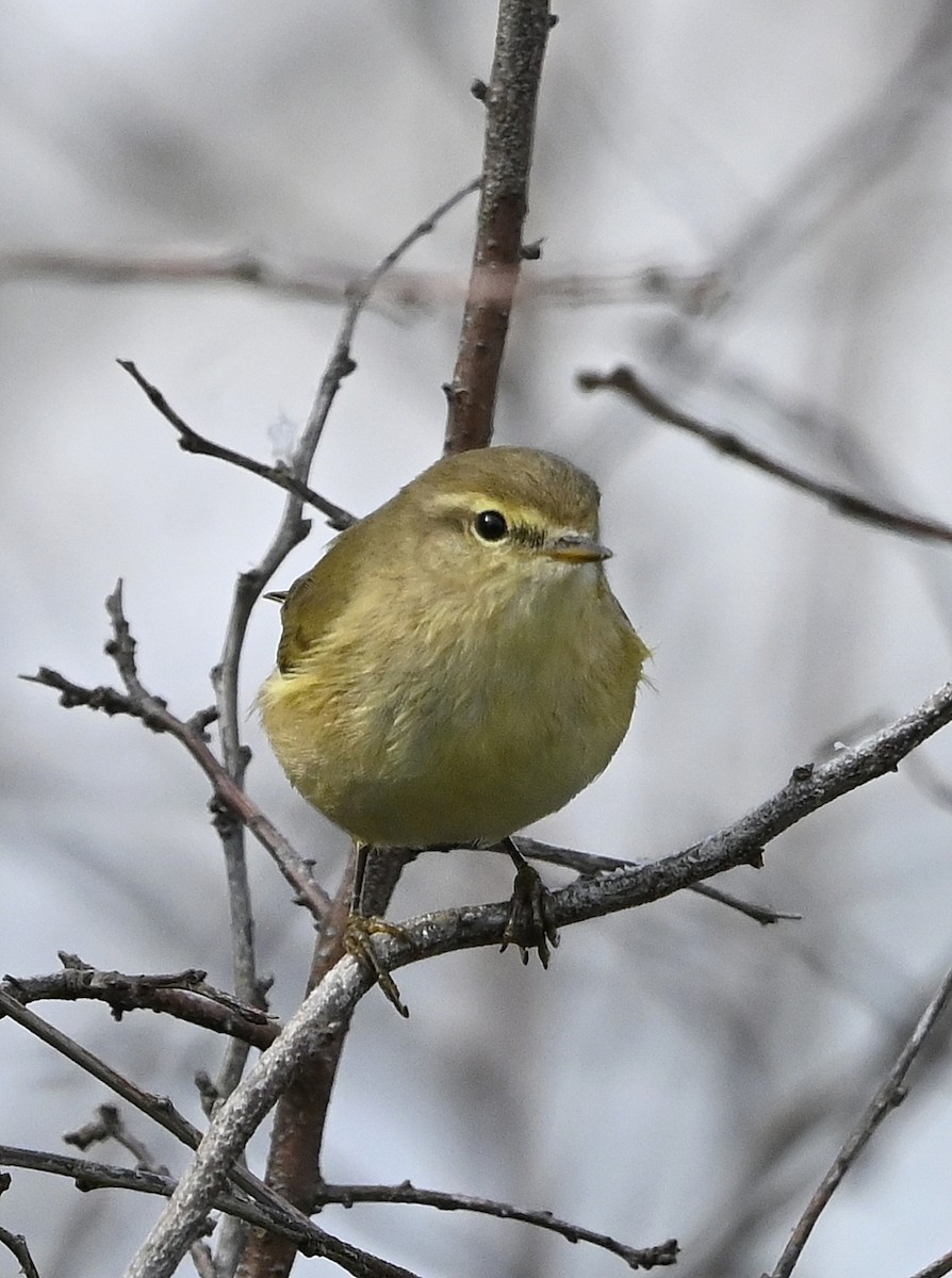 Common Chiffchaff - ML643357712