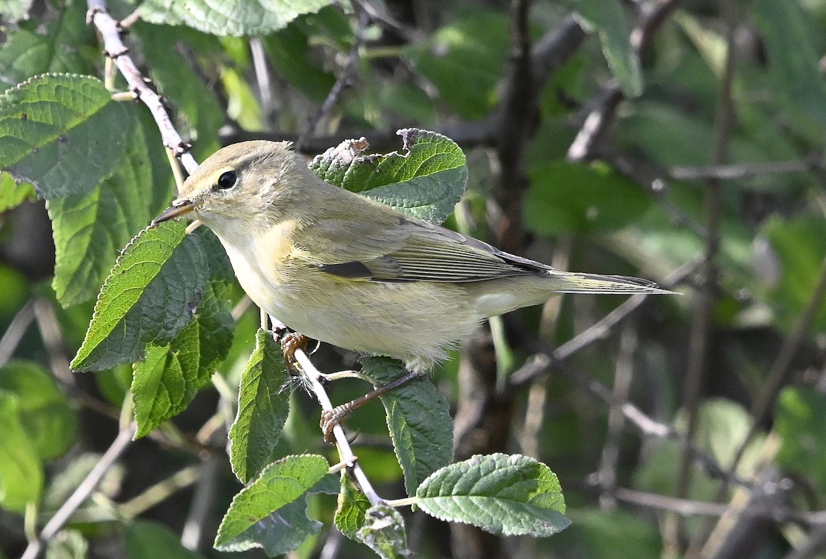 Willow Warbler - ML643357722