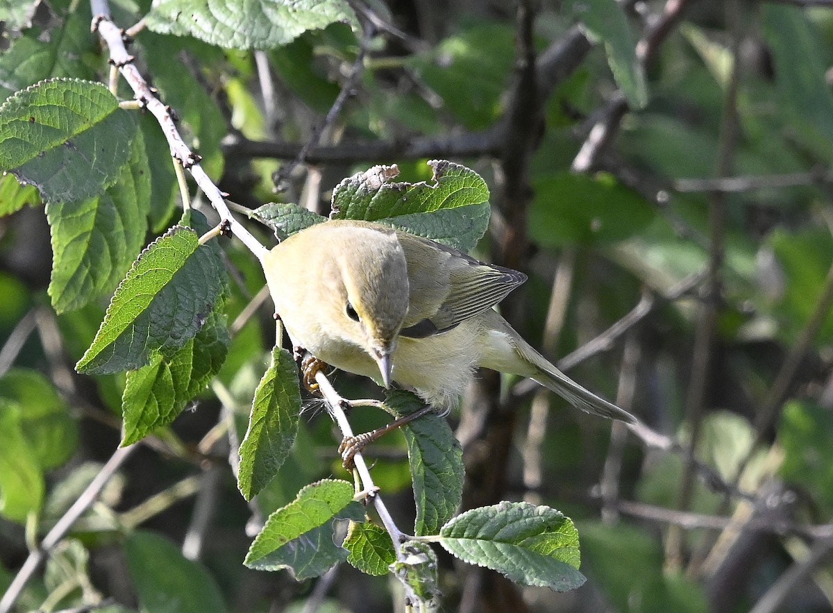 Willow Warbler - ML643357723