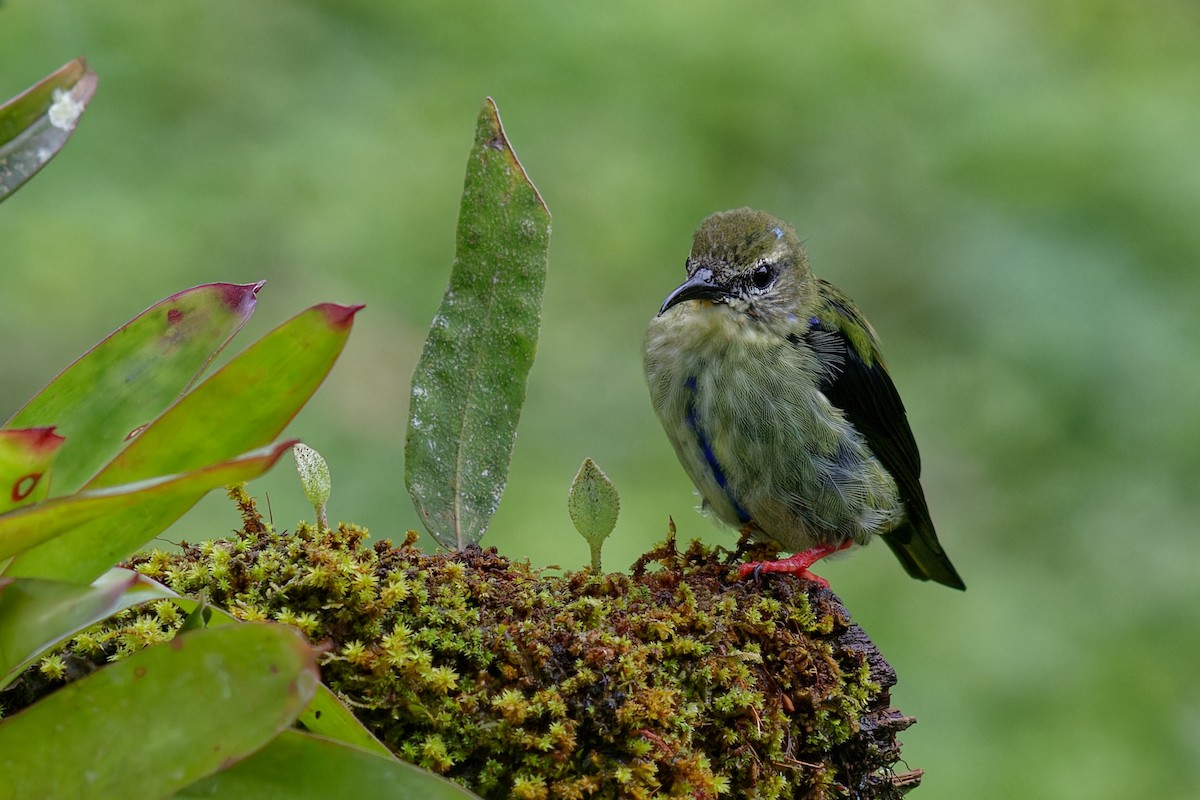 Red-legged Honeycreeper - ML643357727