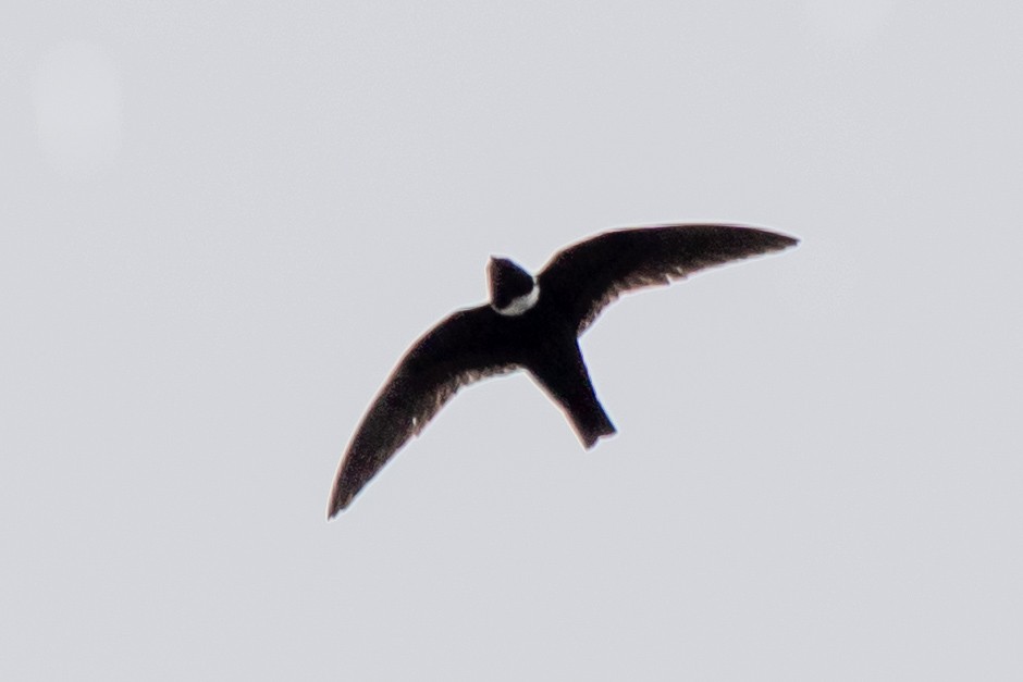 White-collared Swift - ML643357736