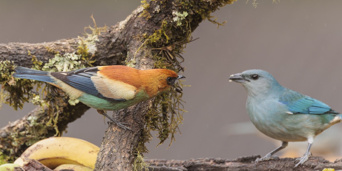 Chestnut-backed Tanager - ML643357743