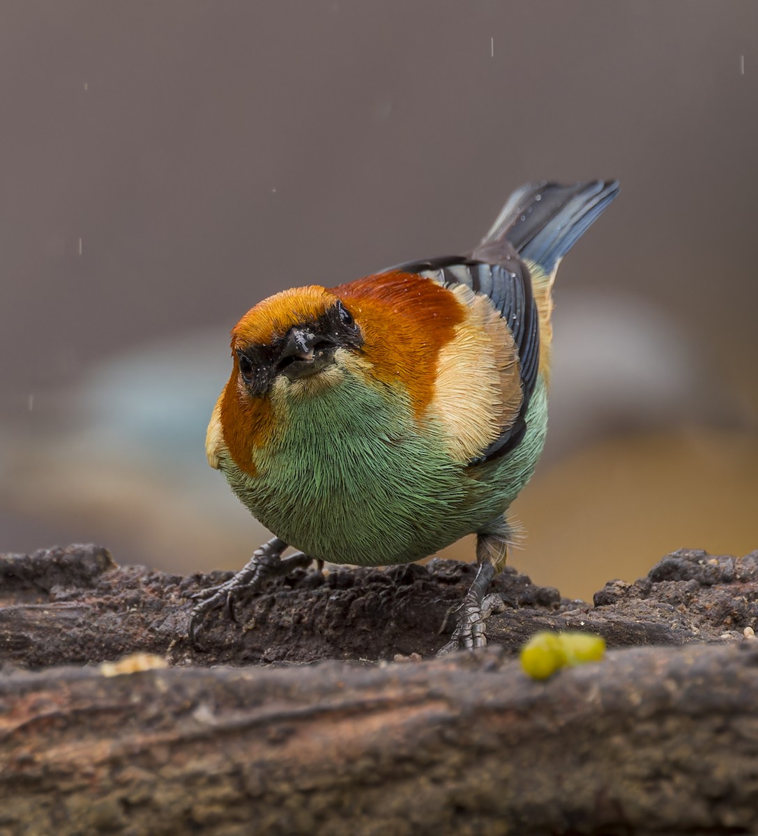 Chestnut-backed Tanager - ML643357744
