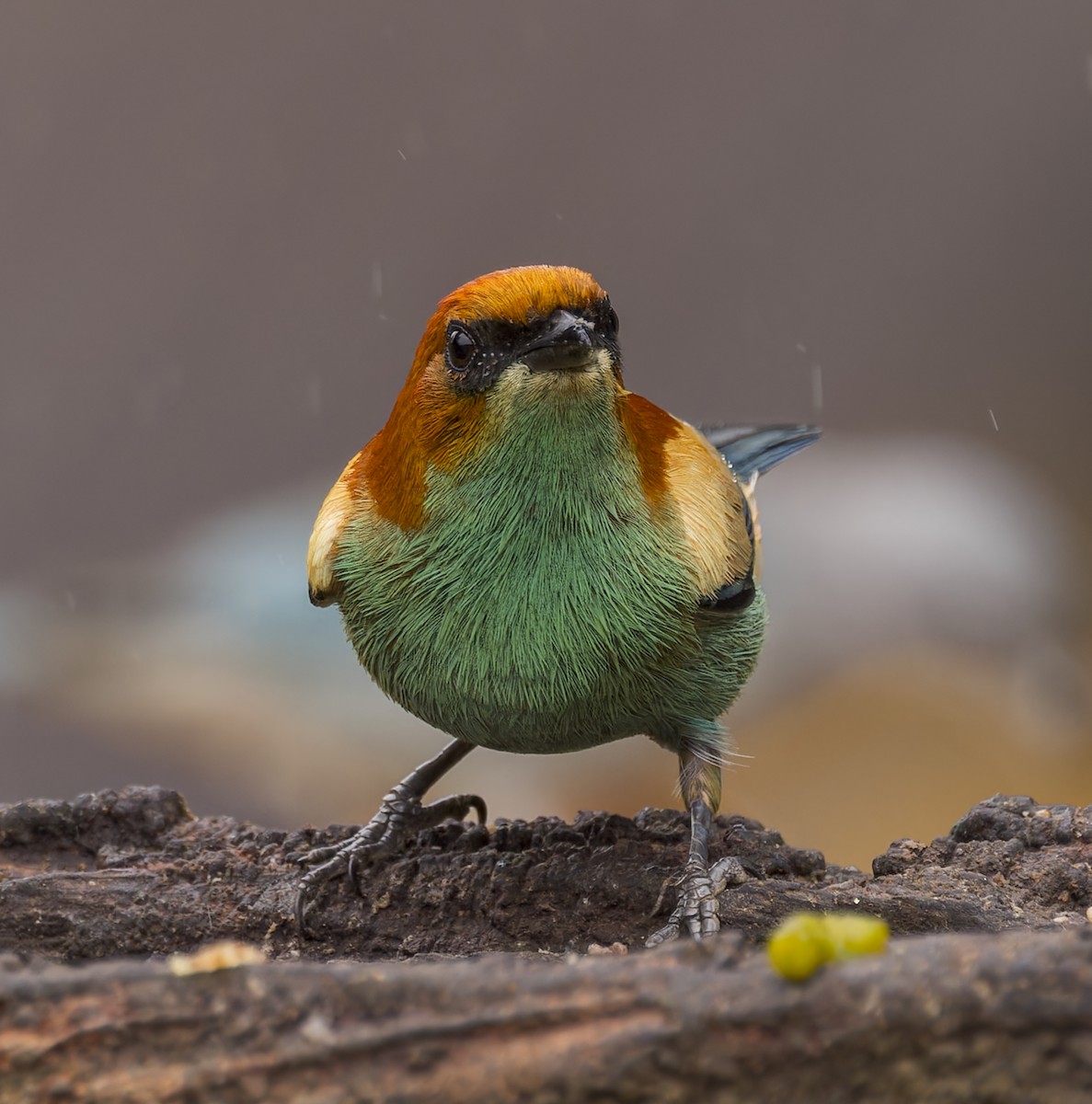 Chestnut-backed Tanager - ML643357751