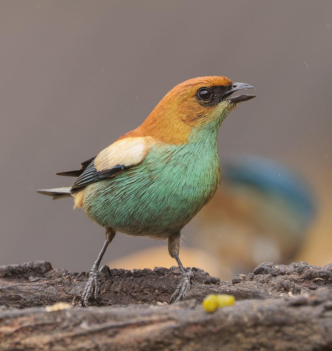 Chestnut-backed Tanager - ML643357753