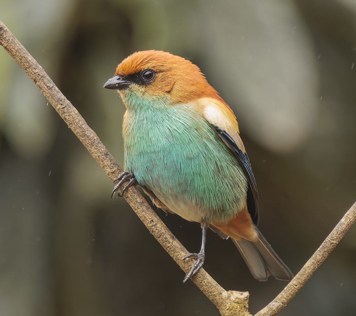 Chestnut-backed Tanager - ML643357754