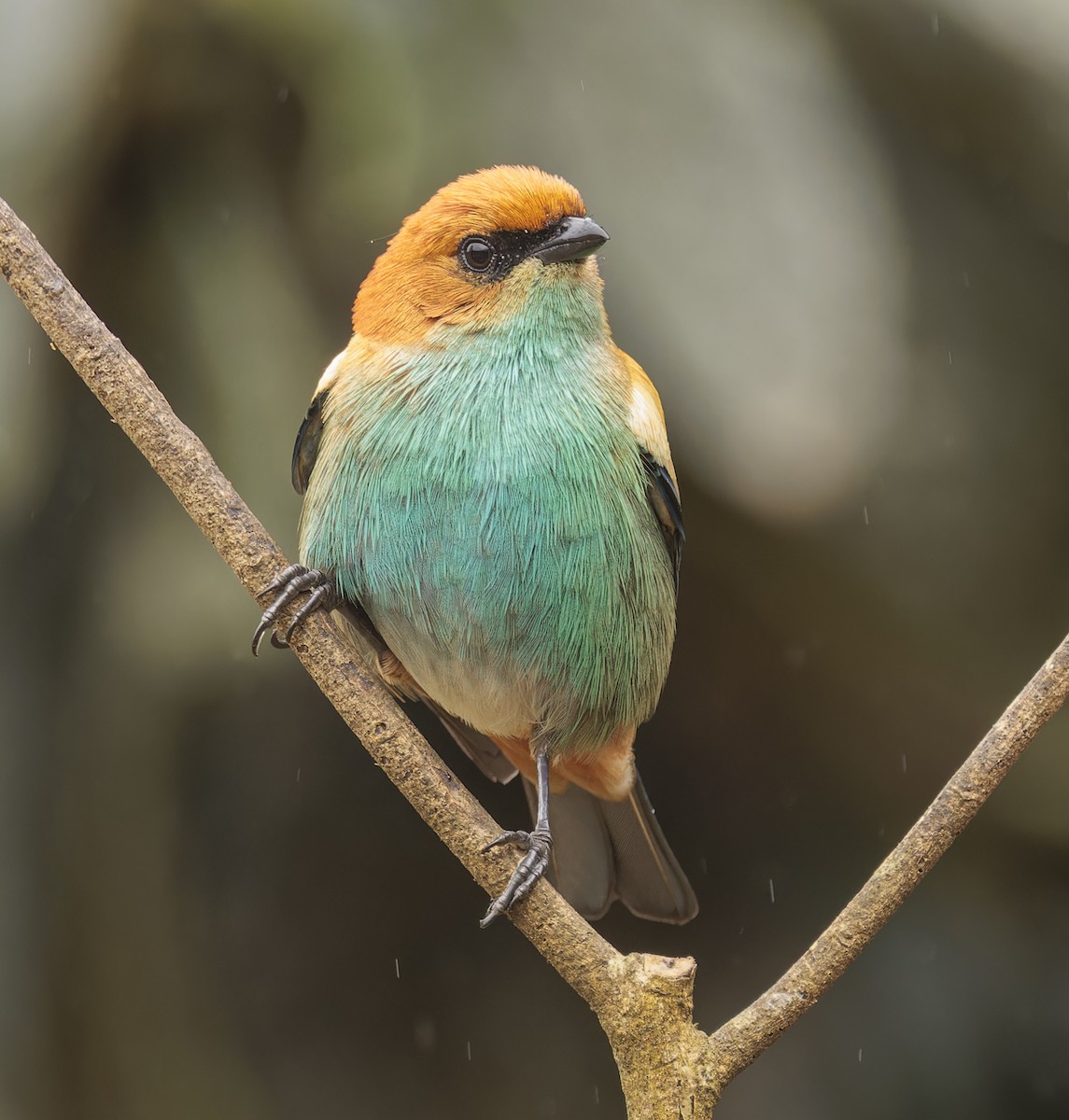 Chestnut-backed Tanager - ML643357755