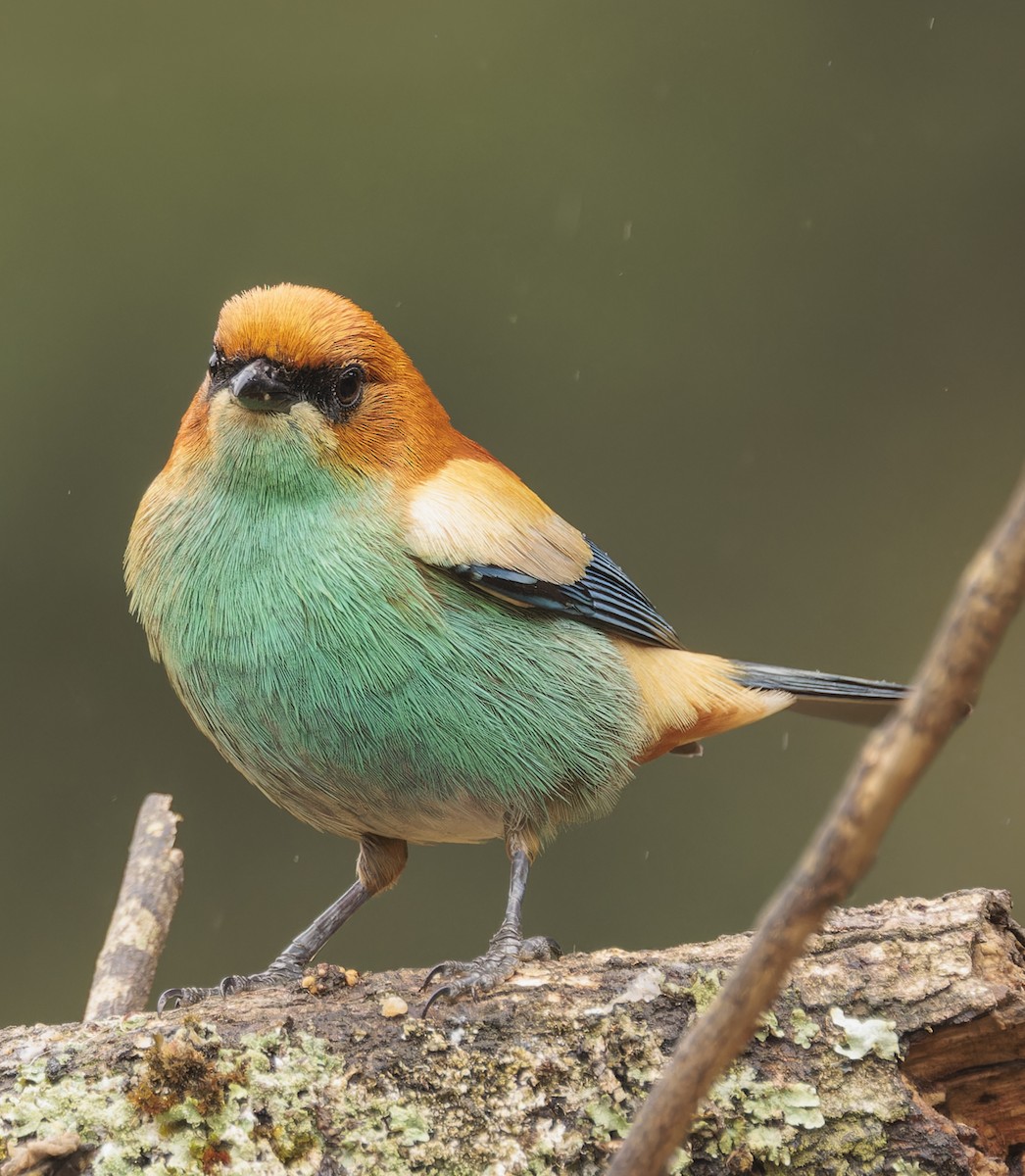 Chestnut-backed Tanager - ML643357756