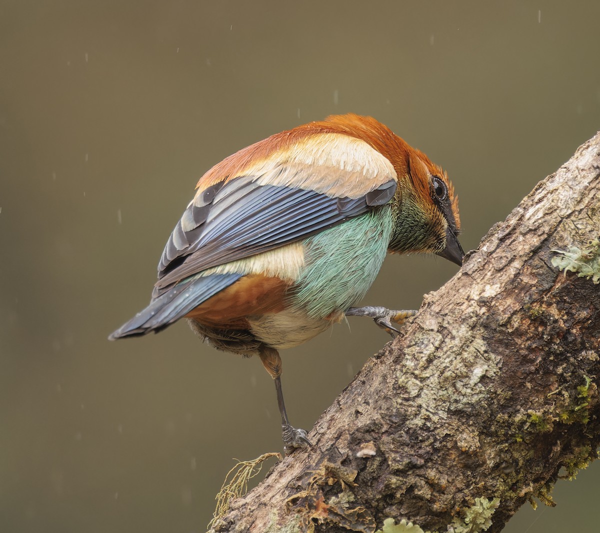 Chestnut-backed Tanager - ML643357757