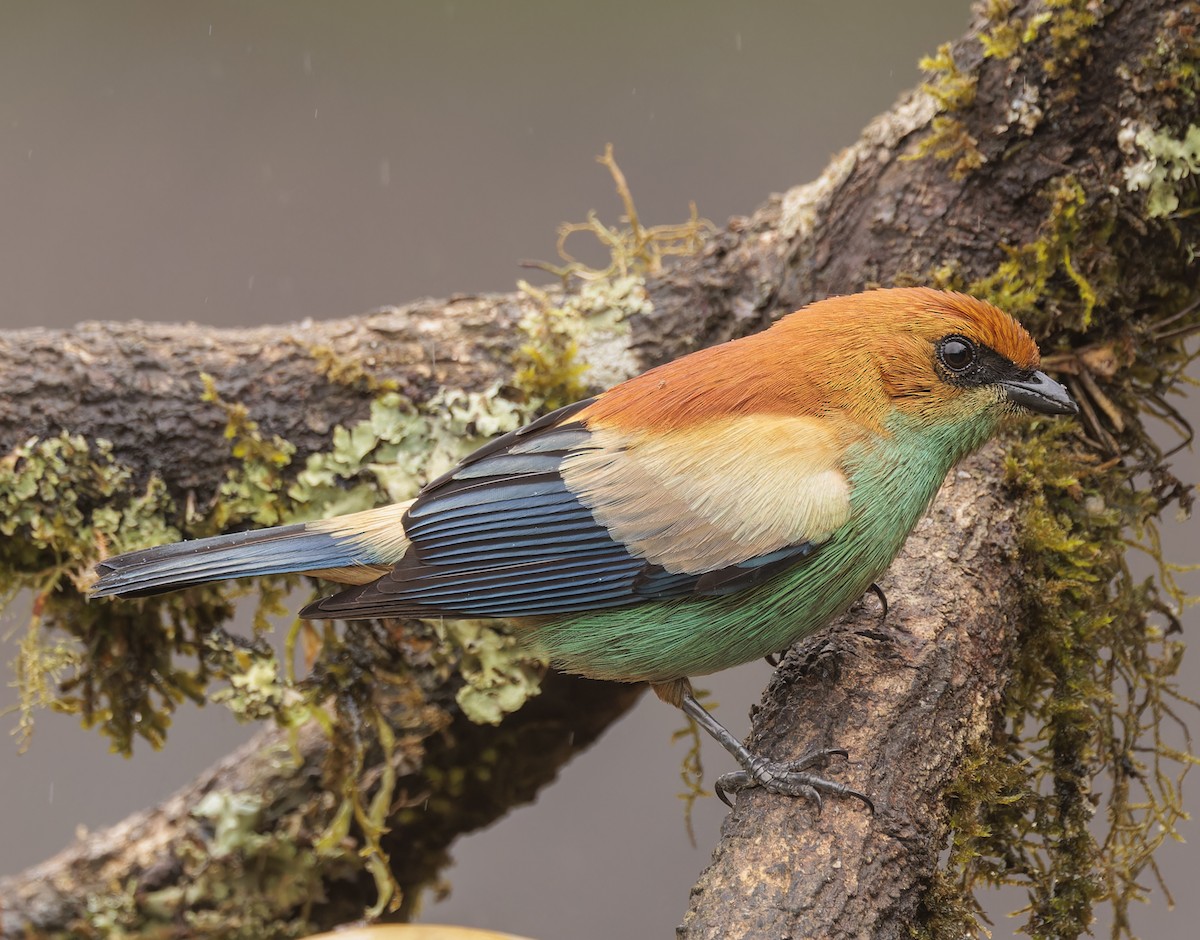 Chestnut-backed Tanager - ML643357758