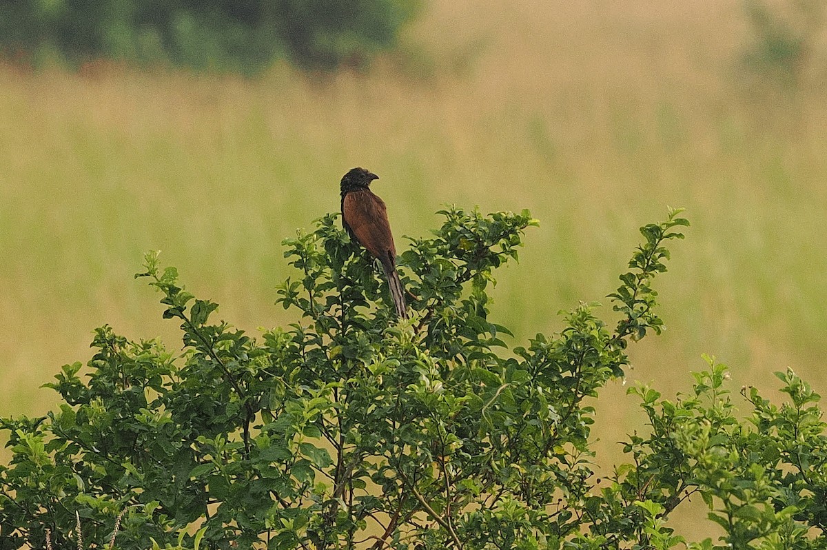Black Coucal - ML643357763