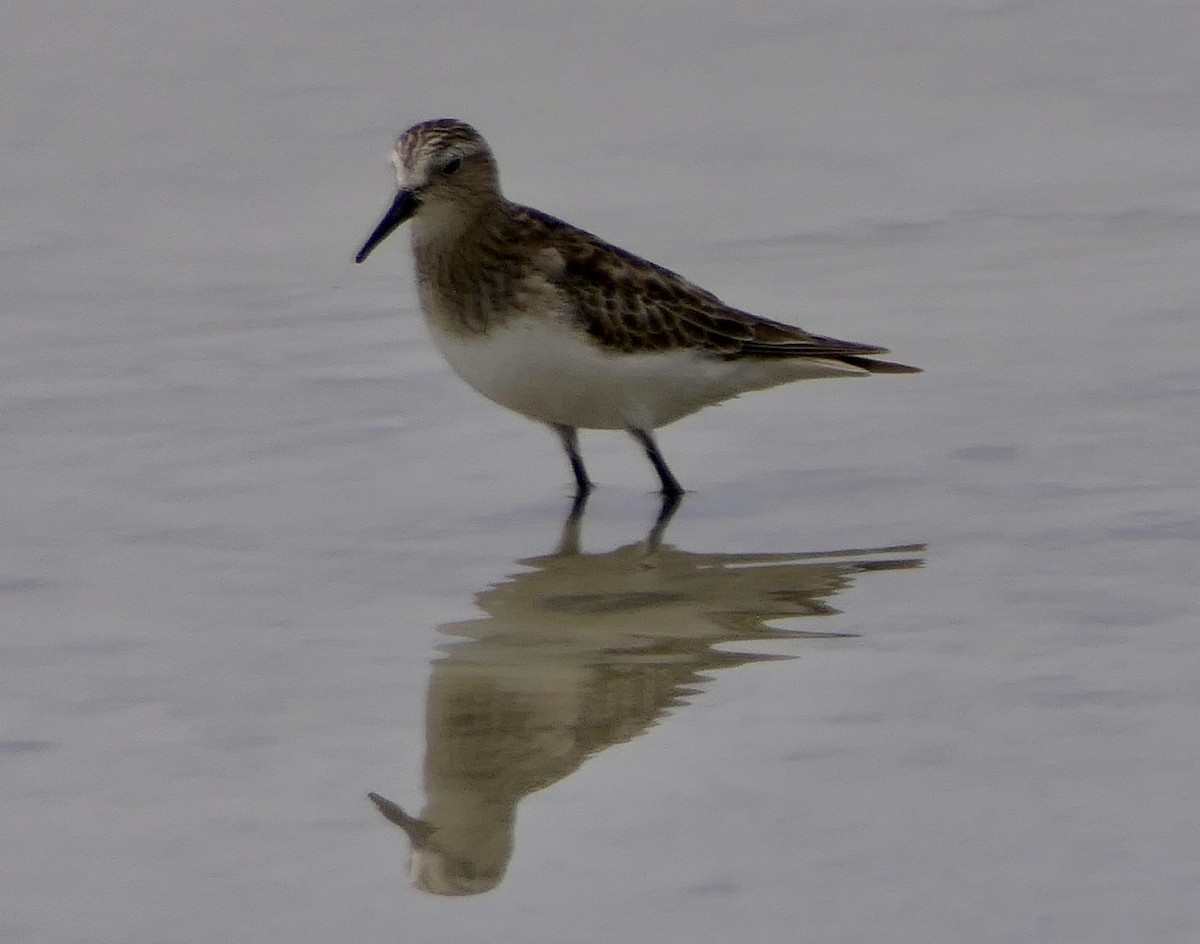 Bécasseau de Baird - ML643357783