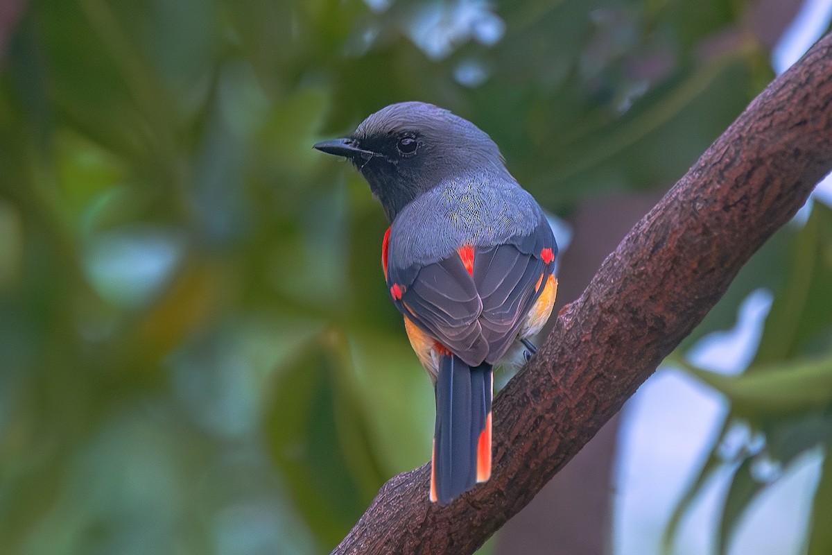 Small Minivet - ML643357784