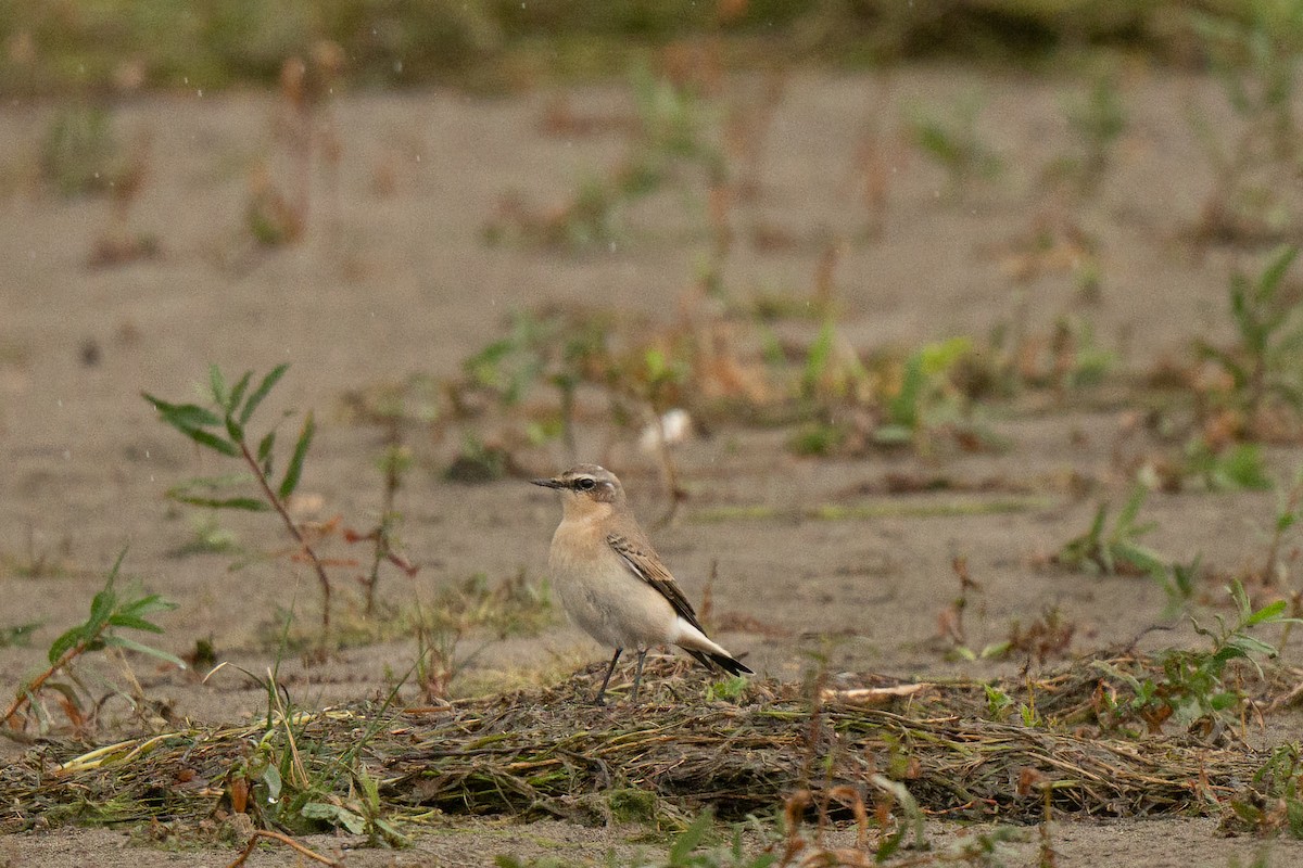 Адууч чогчиго - ML643357794