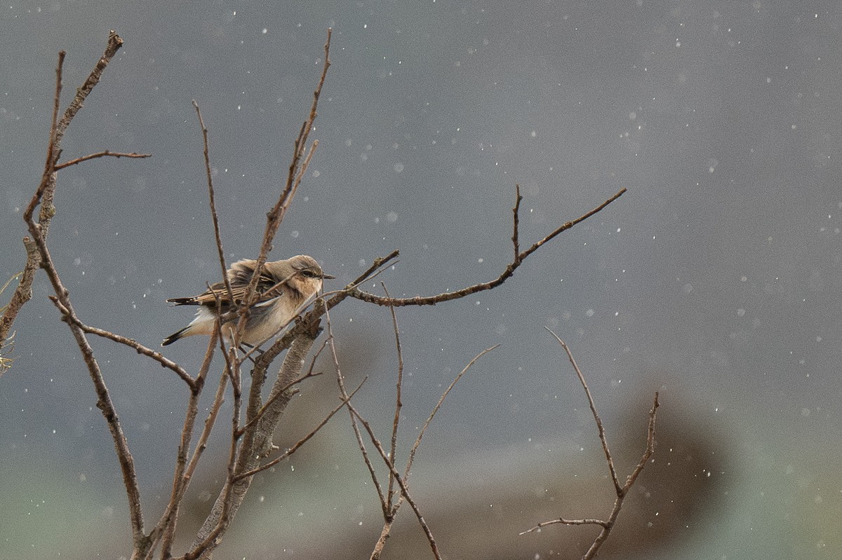 Адууч чогчиго - ML643357795