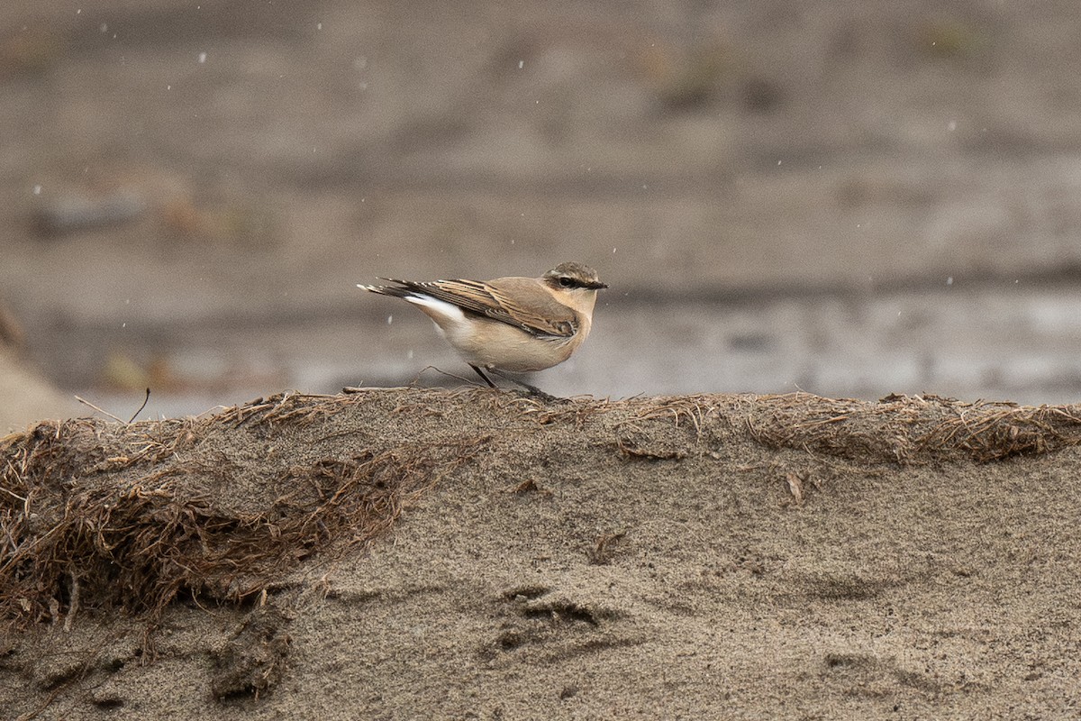 Адууч чогчиго - ML643357796