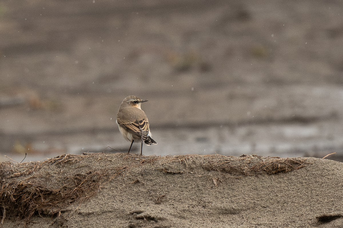 Адууч чогчиго - ML643357797